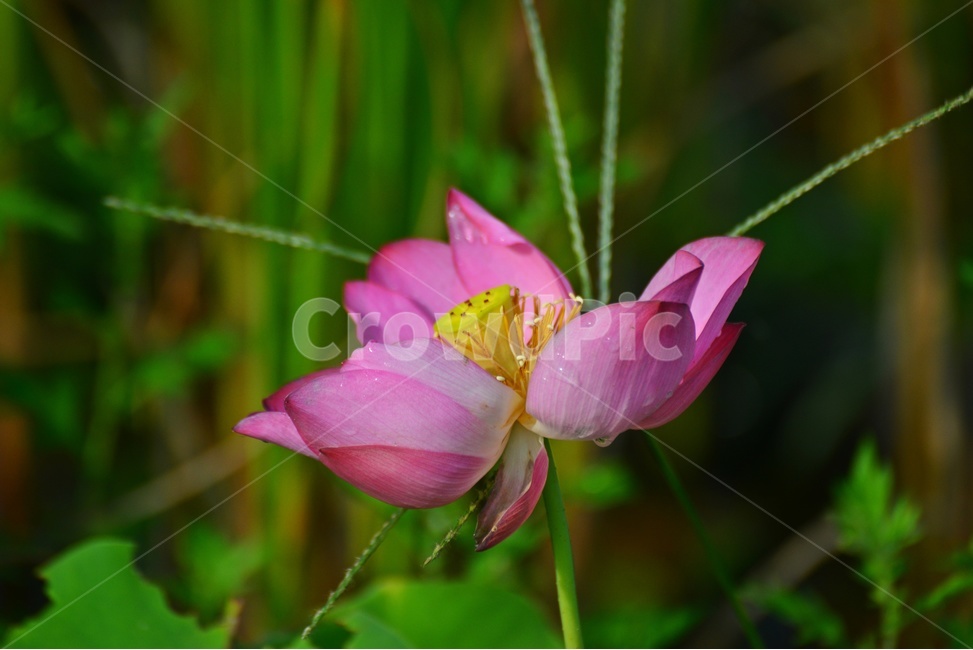 plant,식물,blossom,flower,꽃,연,연꽃,홍연