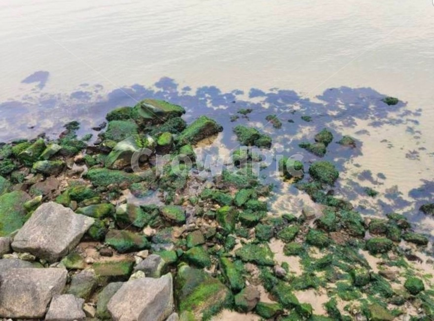 rock,록,이끼,바다,돌,해변,물,sea,water,shore