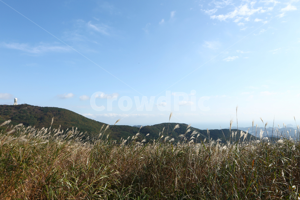 식물,갈대,억새,승학산,구름,자연,가을,계절,fall,autumn,season,자연,풍경,nature,landscape,grass,잔디,plant,lawn,reed