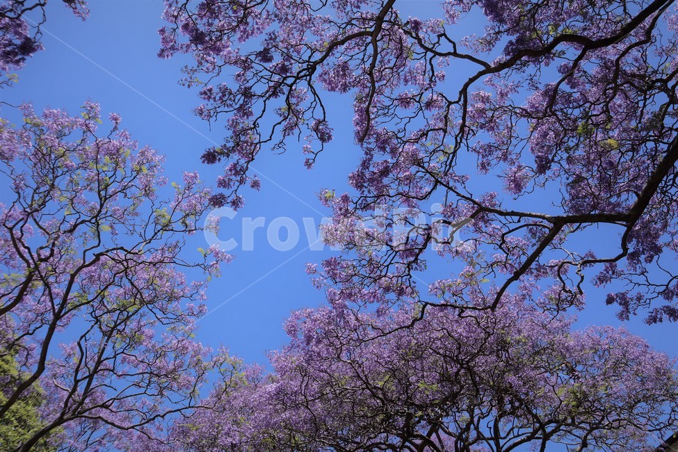 plant,식물,flower,blossom,꽃,jacaranda,자카란다,spring,봄,꽃,flower,나무,trees,wood