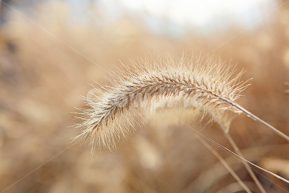 강아지풀,강아지풀꽃,꽃,잡초,가을,풀,공원,야외,가을,계절,fall,autumn,season,식물,자연,plants,nature