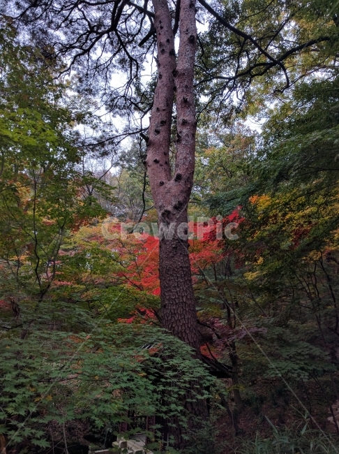 가을,단풍,소나무,가을숲,북한산,가을,계절,fall,autumn,season,식물,자연,plants,nature,나무,trees,wood,tree,plant,leaf,잎,tree trunk,나무 줄기