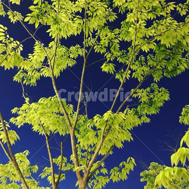 초록잎,잎사귀,자연,하늘,감성적,파란하늘,초록나무,초록잎사귀,green,잎,leaf,나뭇가지,나무,힐링,눈정화,nature,식물,자연,plants,nature,나무,trees,wood