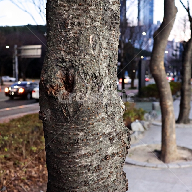 나무,tree,식물,treetrunk,나무줄기