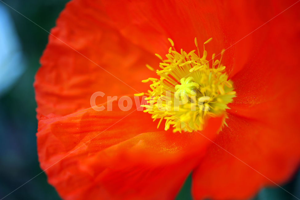 꽃양귀비,꽃,화초,flower,식물,관상용,poppy,식물,자연,plants,nature,꽃,flower