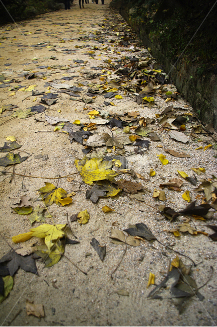 길,가을,fall,나무,식물,plant,단풍,잎,낙엽,가을,계절,fall,autumn,season,leaf,ground,바닥