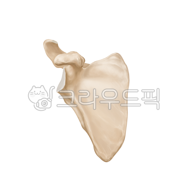 lumbarspine,tailbone,pelvis,rib,scapular,skeleton,illiac,orthopedic,shoulder,thoracicspine,humanbones,spine,scapula,bones,lumbar spine,pelvic,waist,neurosurgery,medicalillustration,ribs,thoracic spine,surgery