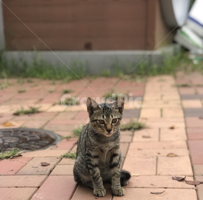 pet,mammal,포유류,cat,고양이,animal,동물,앉음,동물,animal,포유류,mammal,고양이,cat,kitten,kitty