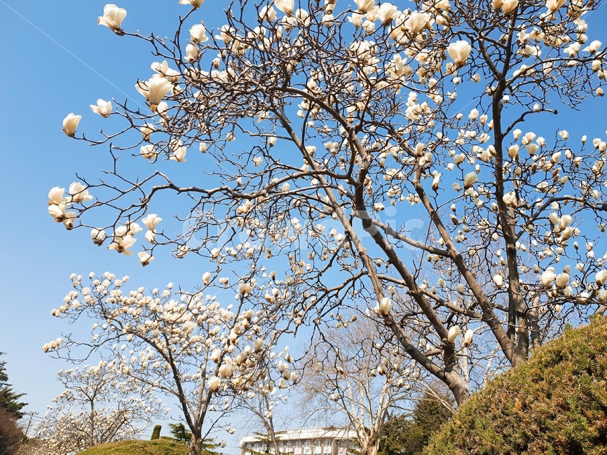 봄,꽃,캠퍼스,나무,하늘