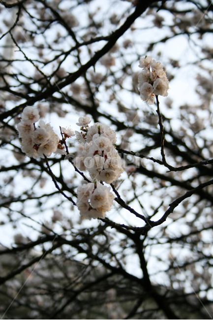 벚꽃,산책,봄,봄날,감성,spring,flower,풍경,식물,꽃,분홍색,하얀,흰색,white,봄,계절,spring,season,식물,자연,plants,nature,꽃,flower,plant