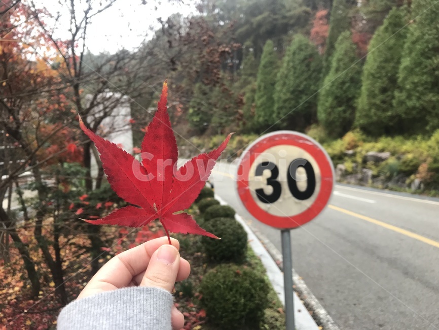 가을,fall,autumn,season,계절,9월,10월,11월,단풍,단풍잎,손,autumncolor,leaves,maple,mapletree,풍경,landscape,식물,자연,plants,nature