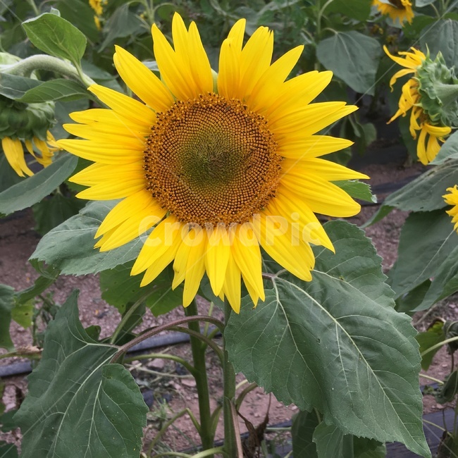 해바라기,봄,꽃,여름,계절,식물,자연,plants,nature,꽃,flower