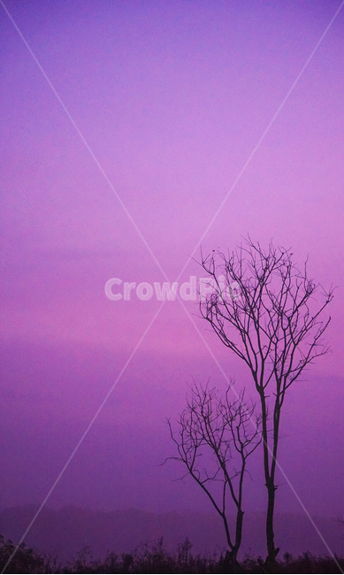 나무,자연,여명,하늘,식물,감성,가을,11월,자연,풍경,nature,landscape,식물,plants,나무,trees,wood,outdoors,옥외,weather,날씨