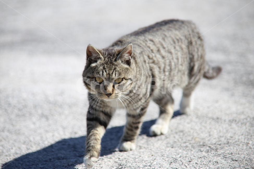 고양이,동물,산고양이,cat,animal,동물,animal,포유류,mammal,고양이,cat,kitten,kitty