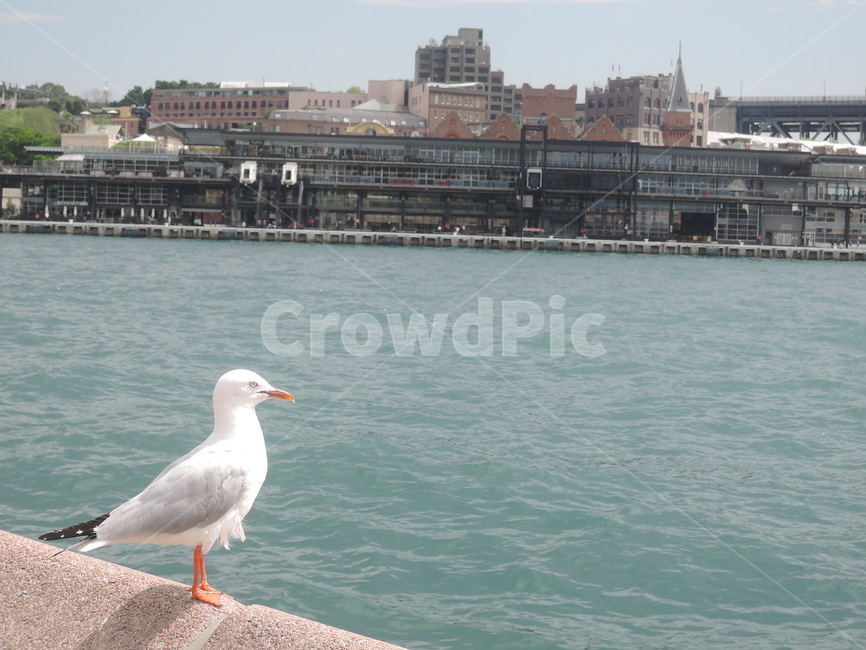 bird,새,seagull,갈매기,호주,시드니