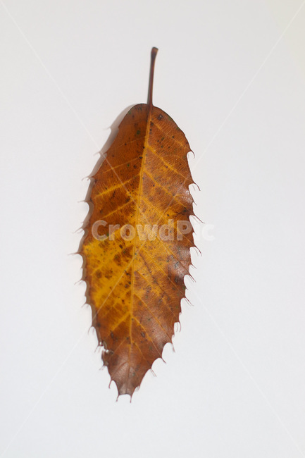 단풍,단풍잎,나뭇잎,가을,잎,낙엽,식물,autumn,leaf,leaves,maple,fall,plant,계절,season,가을,계절,fall,autumn,season