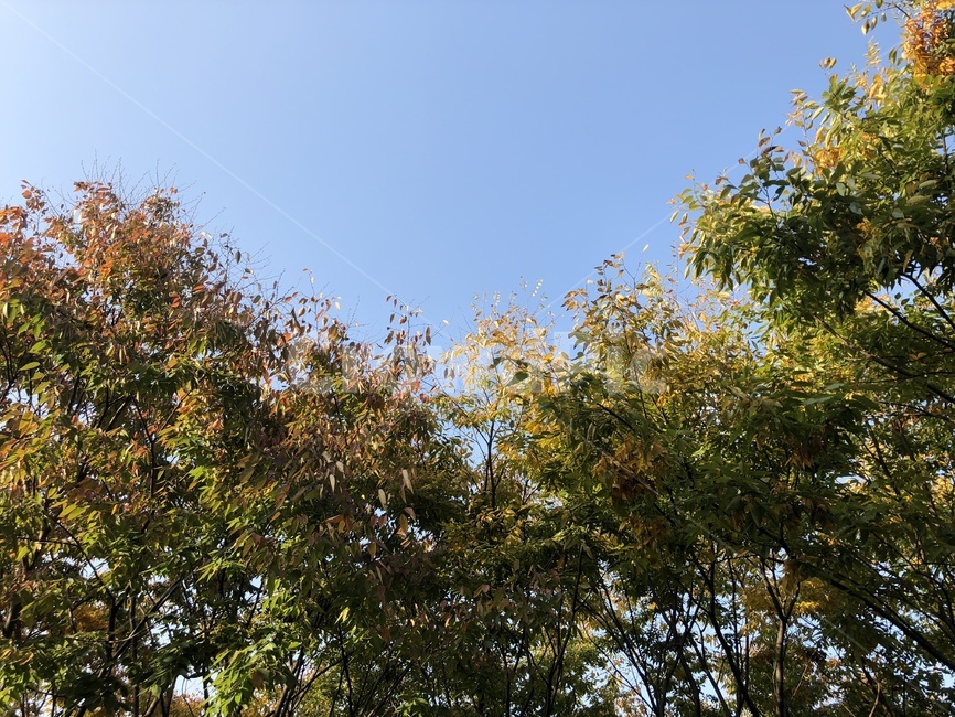 낙엽,가을,단풍,식물,자연,파란하늘,가을,계절,fall,autumn,season,tree,나무,plant,tree trunk,나무 줄기