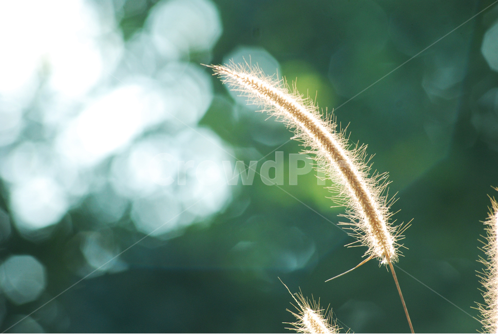 풀잎,자연,내츄럴,배경,신선한,식물,자연,plants,nature,휴식,힐링,rest,relaxation,healing
