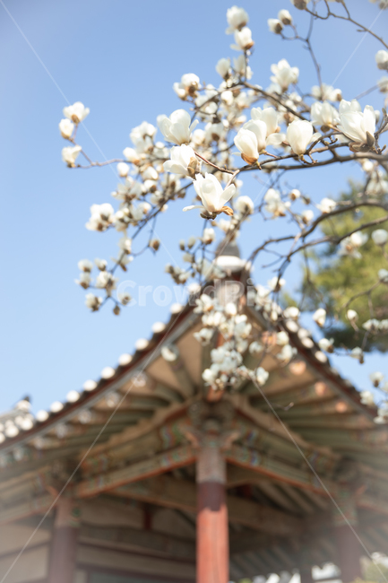 목련꽃,목련,봄,plant,식물,magnolia,한옥,전통가옥