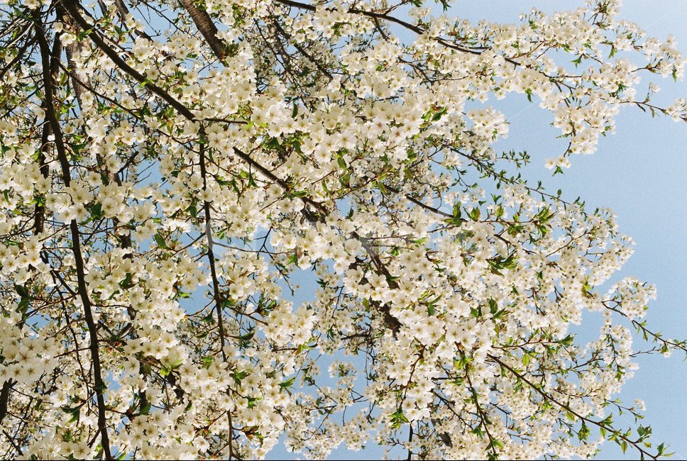 식물,flower,꽃,벚꽃,blossom