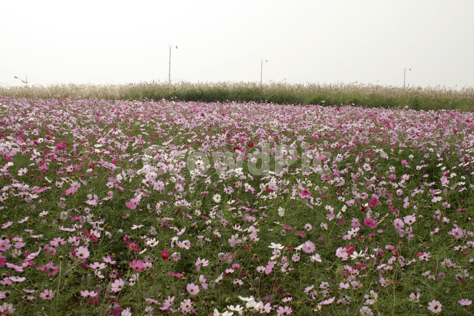 코스모스,가을,꽃,color,flower,가을,계절,fall,autumn,season,자연,풍경,nature,landscape,outdoors,옥외,field,들,grassland,목초지