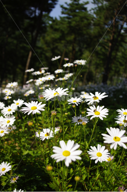 나무,숲,구절초,꽃,식물,flower,plant