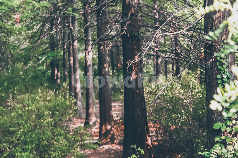 나무,자연,숲,일렬,식물,tree,nature,forest,plants,line