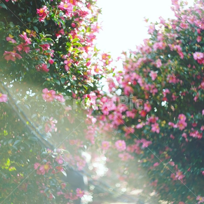 동백꽃,동백나무,동백,꽃배경,동백꽃배경,꽃,camelliaflower,flower,아웃포커싱,회오리보케,분홍꽃,핑크색,핑크색꽃,식물,자연,plants,nature,꽃,flower