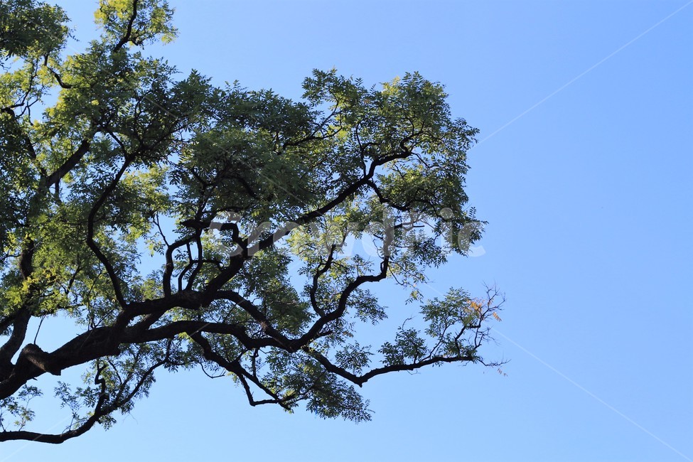 나무,tree,plant,식물,소나무,pinetree,풍경,자연