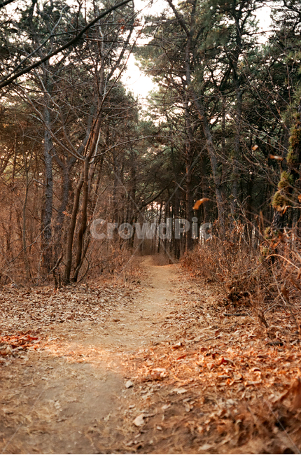 산,숲,산책로,자연,산책,숲속,나무,가을,가을잎,단풍,갈색