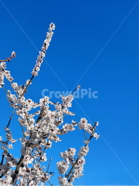 plant,식물,blossom,꽃,flower,매실,자연,nature,매실꽃