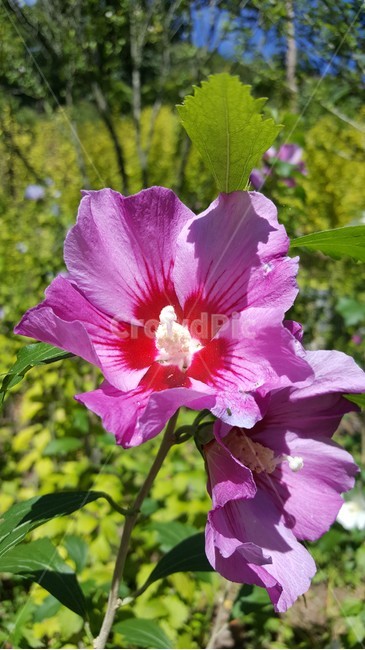 초록,자연,무궁화,꽃,flower,식물,자연,plants,nature,꽃,flower