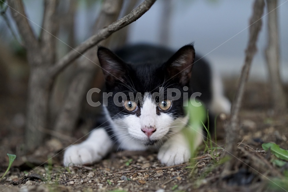 고양이,숲속,생물,동물,cat,kitten,pet,동물,animal,포유류,mammal,고양이,cat,kitten,kitty
