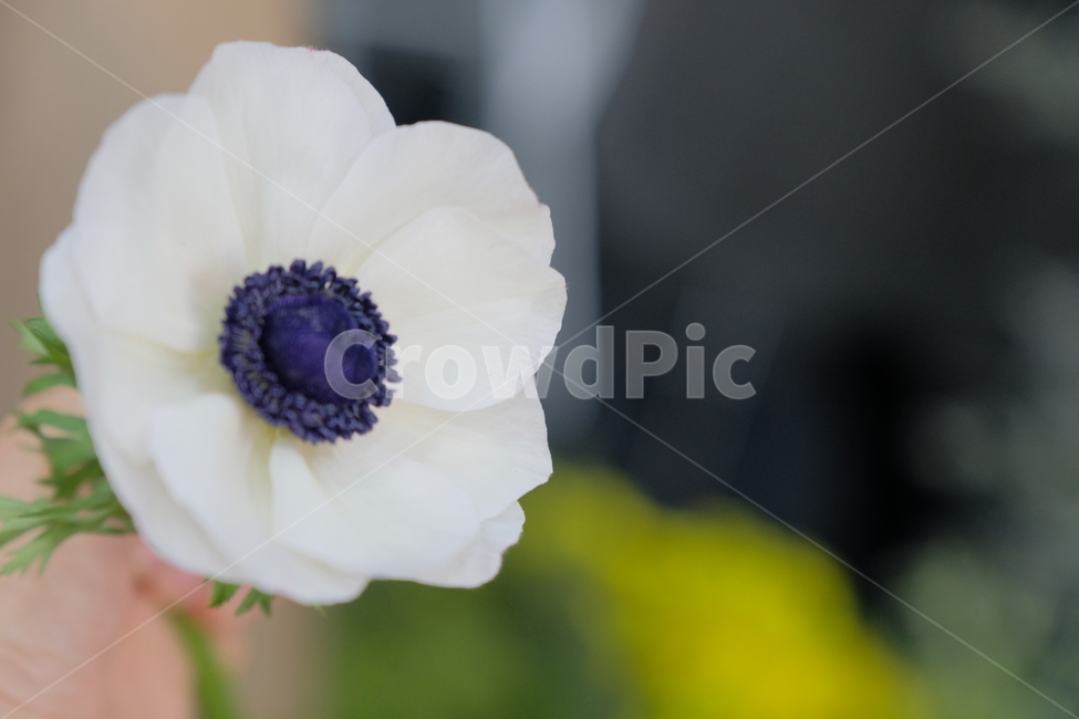 blossom,꽃,plant,식물,anemone,아네모네,flower,배경화면