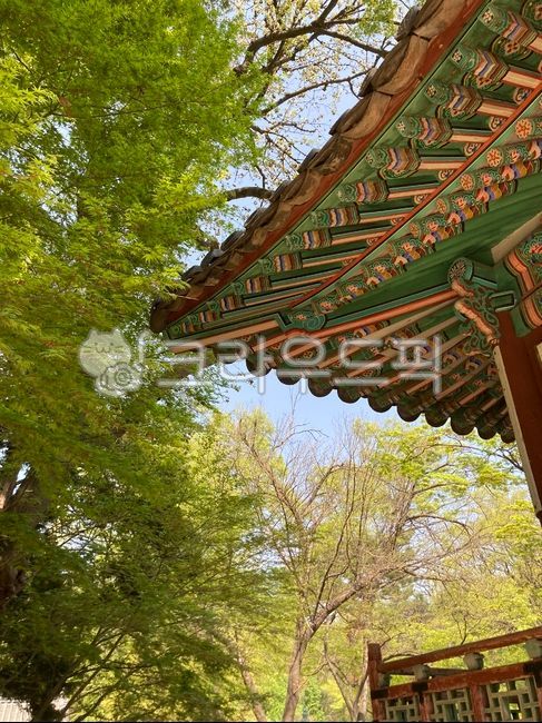 나무,창덕궁,햇빛,고궁,기와,하늘,4월,푸릇푸릇,조화,tree,sunshine,korea,식물,자연,관광지,창경궁,궁궐,한옥,한국명소,관광명소,한국관광지,고풍스러운,아름다운,싱그러운,색감,문화재,풍경,계절,봄,spring,season,plant,전통적