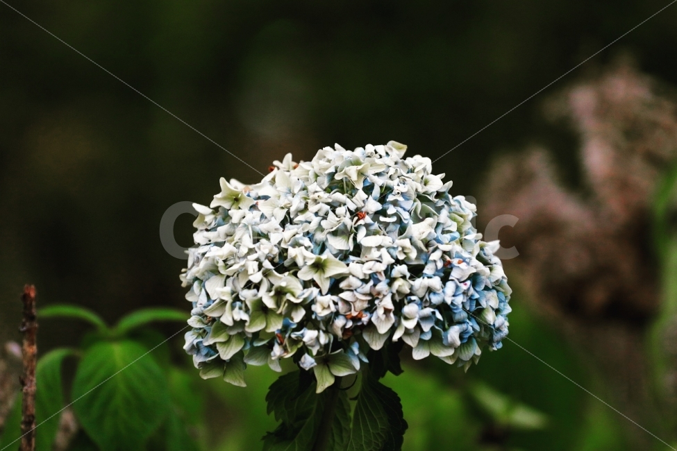꽃,수국,시듦,아련함,식물,식물,자연,plants,nature,꽃,flower