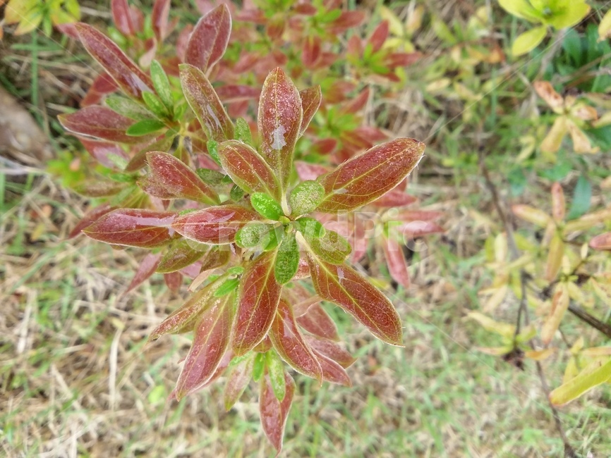 leaf,잎,plant,식물,자연,식물,자연,plants,nature