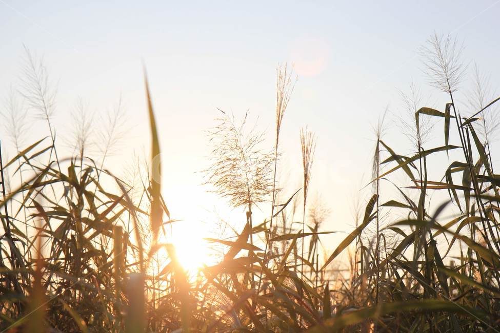 갈대밭,일몰,sunset,reed,풍경,nature,국내,가을,식물,하늘,감성,가을,계절,fall,autumn,season,자연,풍경,nature,landscape,식물,plants,휴식,힐링,rest,relaxation,healing,grass,잔디,plant,lawn