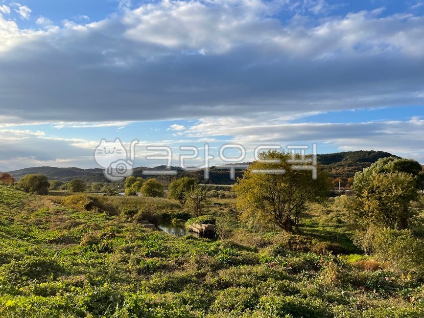 대구,금호강,대구금호강,강변,자연,하늘,11월,자연경관,생태하천,풀숲