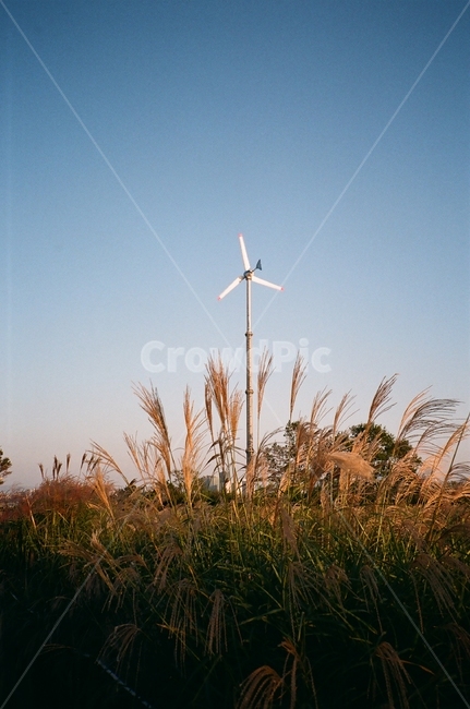 억새,풍력발전기,하늘공원,풍경,파란하늘,운치있는,감성적인,grass,plant,식물,lawn,잔디,reed,갈대,필름사진,아날로그,analog,filme,filmephotography