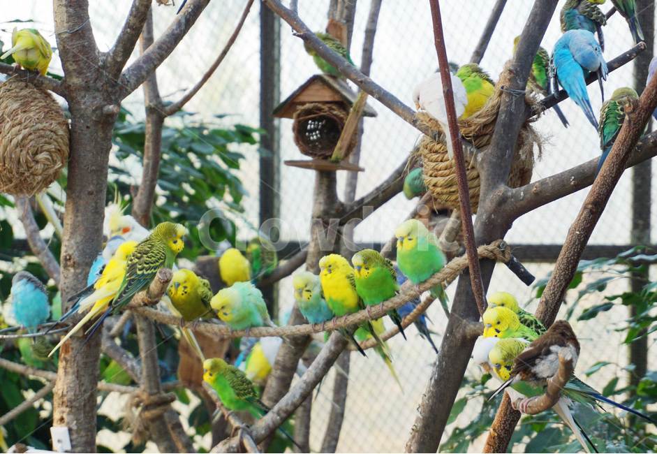 금화조,십자매,새,파랑새,노랑새,동물,animal,조류,새,birds