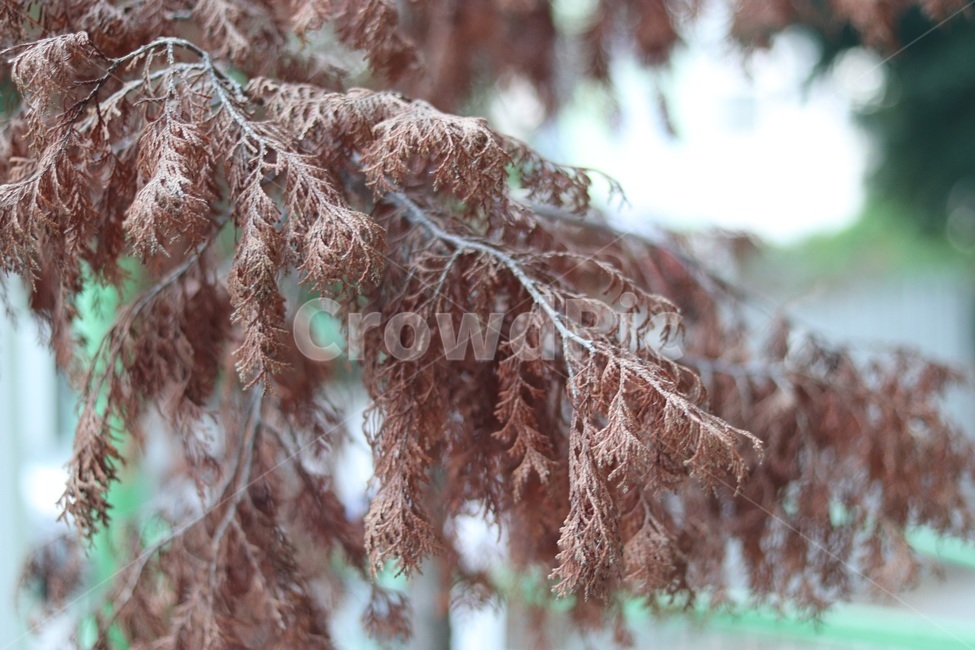 나무,소나무,편백나무,자연,tree,natural
