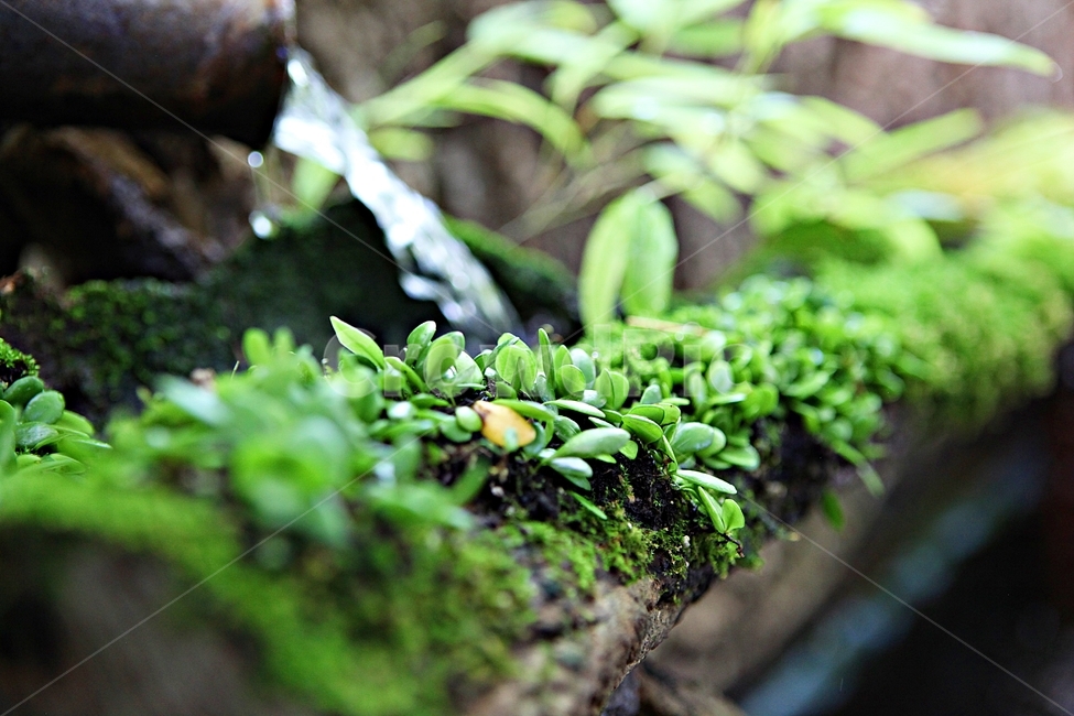 이끼,생태,식물,새순,자연,식물,자연,plants,nature