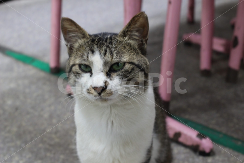 동물,고양이,냥냥이,멋있어,쿨해,동물,animal,포유류,mammal,고양이,cat,kitten,kitty