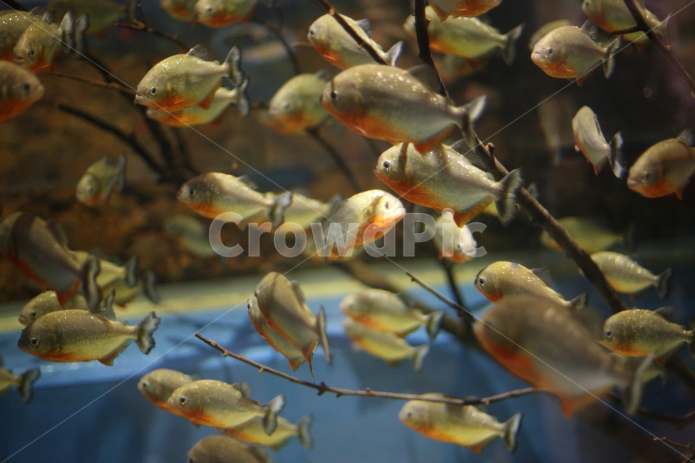 물고기,수족관,수중생물,아쿠아리움,aquarium,fish,동물,animal,어류,물고기,fish