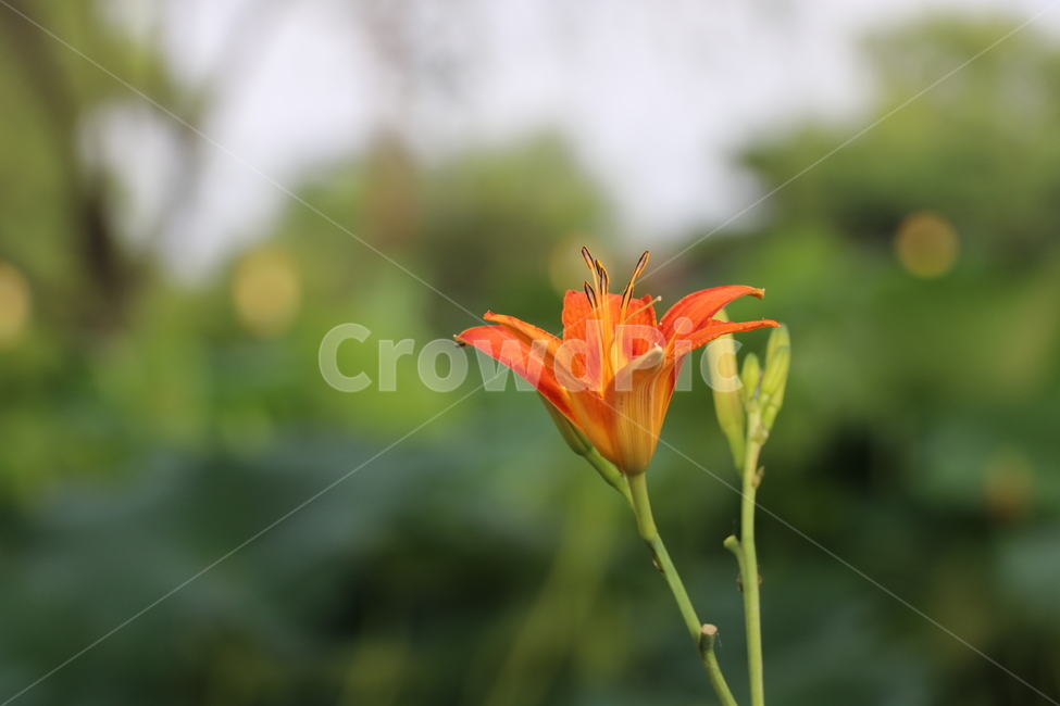 나래꽃,근접촬영,여름,식물,배경화면,야외,궁남지,부여,식물,자연,plants,nature,꽃,flower