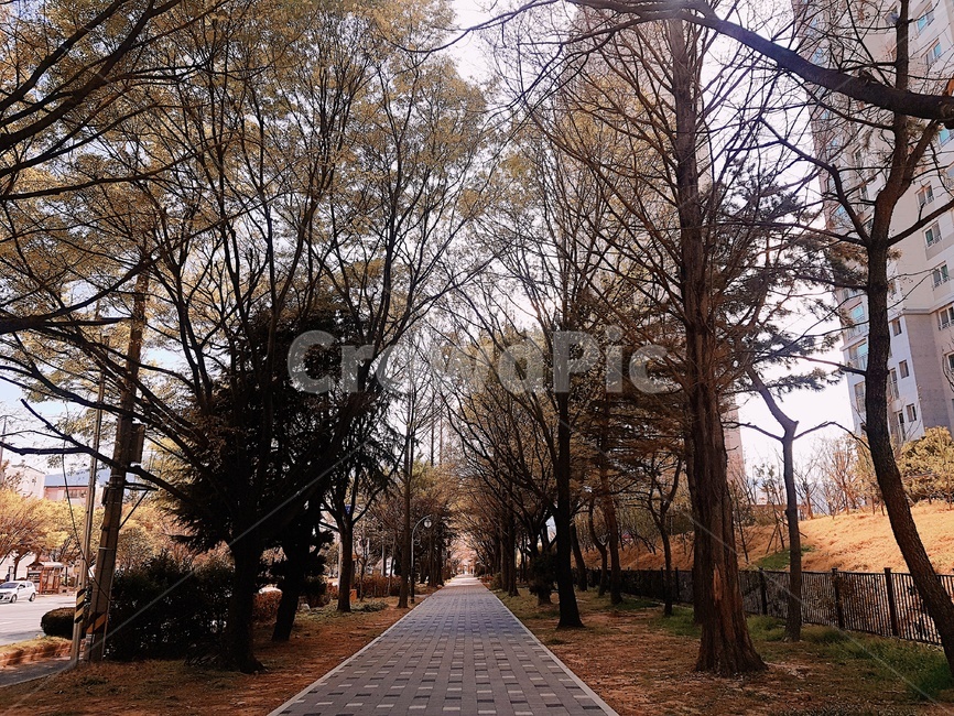 길,인도,산책,가로수길,자연,자연,풍경,nature,landscape,tree,나무,plant,식물,path,통로
