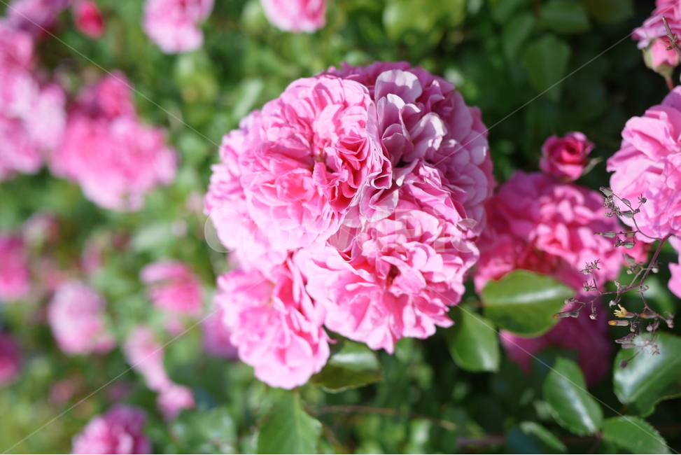 꽃사진,분홍꽃사진,여름,자연,식물,식물,자연,plants,nature,꽃,flower