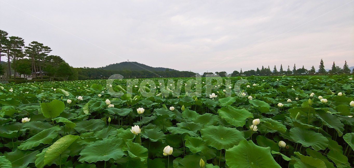 한국자연풍경,연꽃,식물,시골,봄,plant,식물,자연,plants,nature