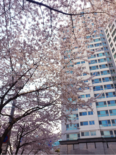 벚꽃,벚꽃나무,봄꽃,벚꽃길,벚꽃거리,봄벚꽃,벚나무,봄,계절,spring,season,도시,풍경,city,landscape,plant,식물